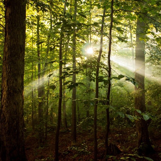 cropped-camploon2016