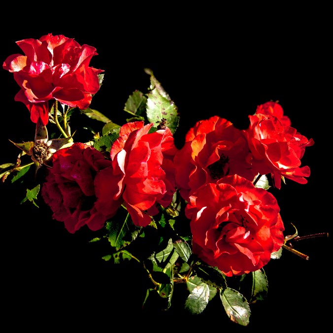 RedRoses_RedRoses