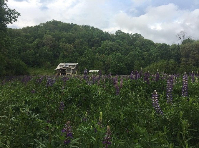 Wildflower Meadow | Brackett Studios