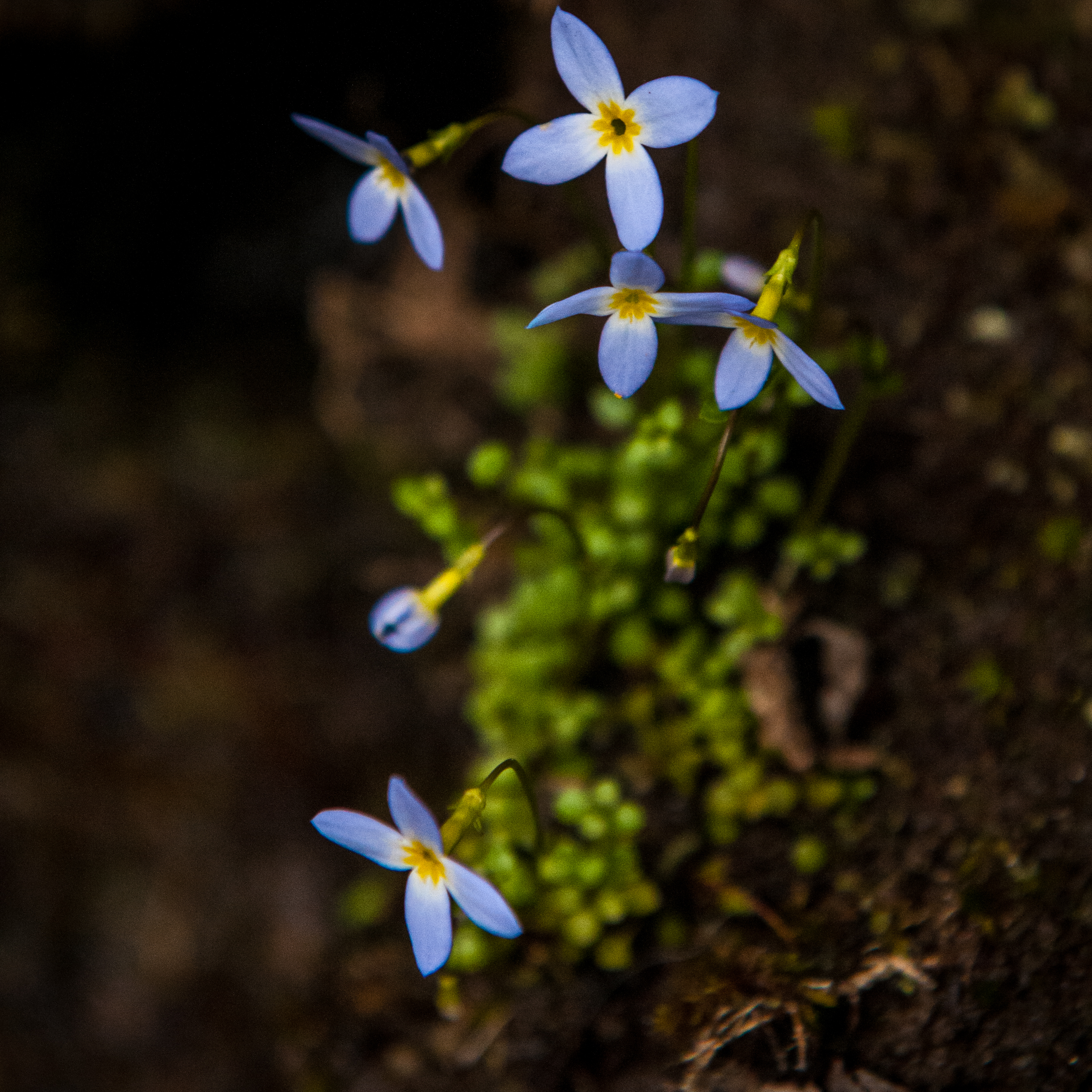 TinyFlowers | Brackett Studios