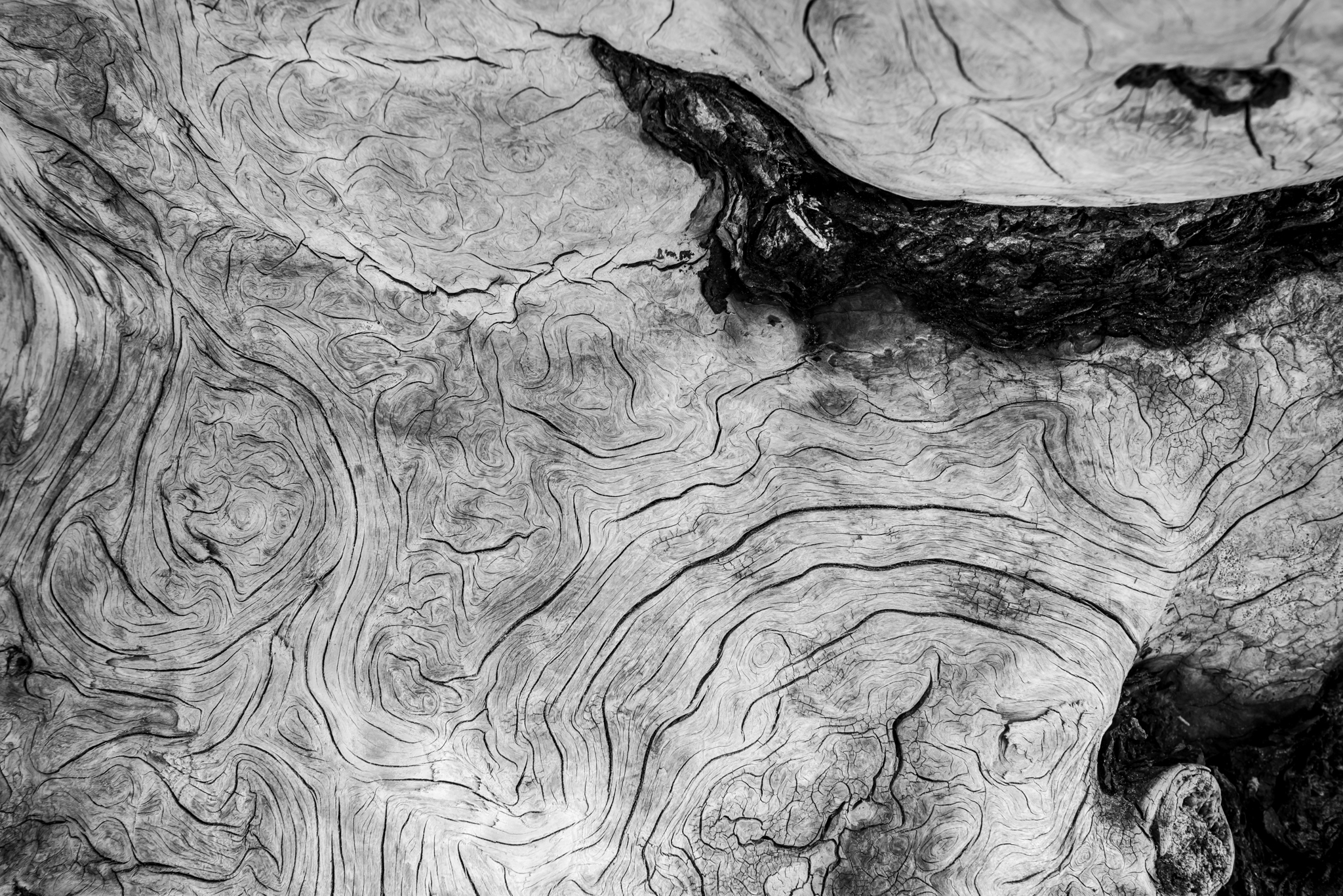 "Driftwood III" | Brackett Studios