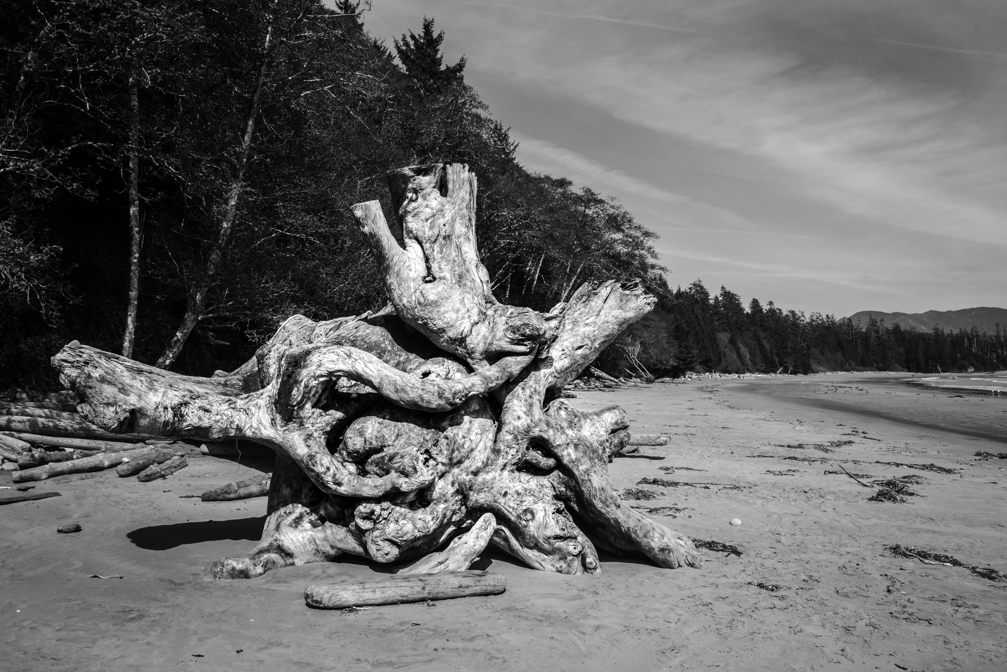 "Driftwood II" | Brackett Studios
